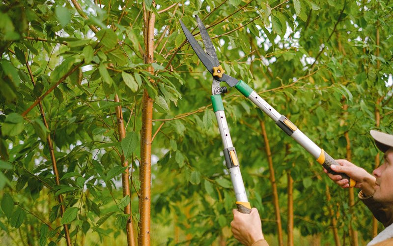 Tree trimming in Lewisville, ID