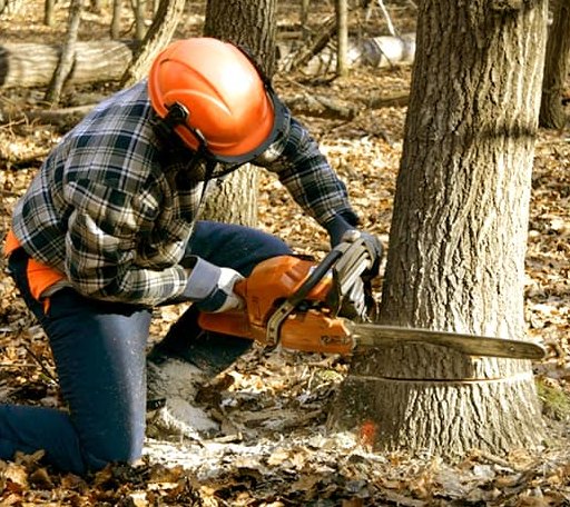 Tree Removal in Lewisville, ID
